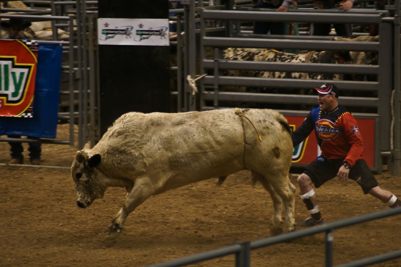 a man in red shirt next to a bull