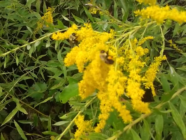 a closeup view of the flower and bee on the weed