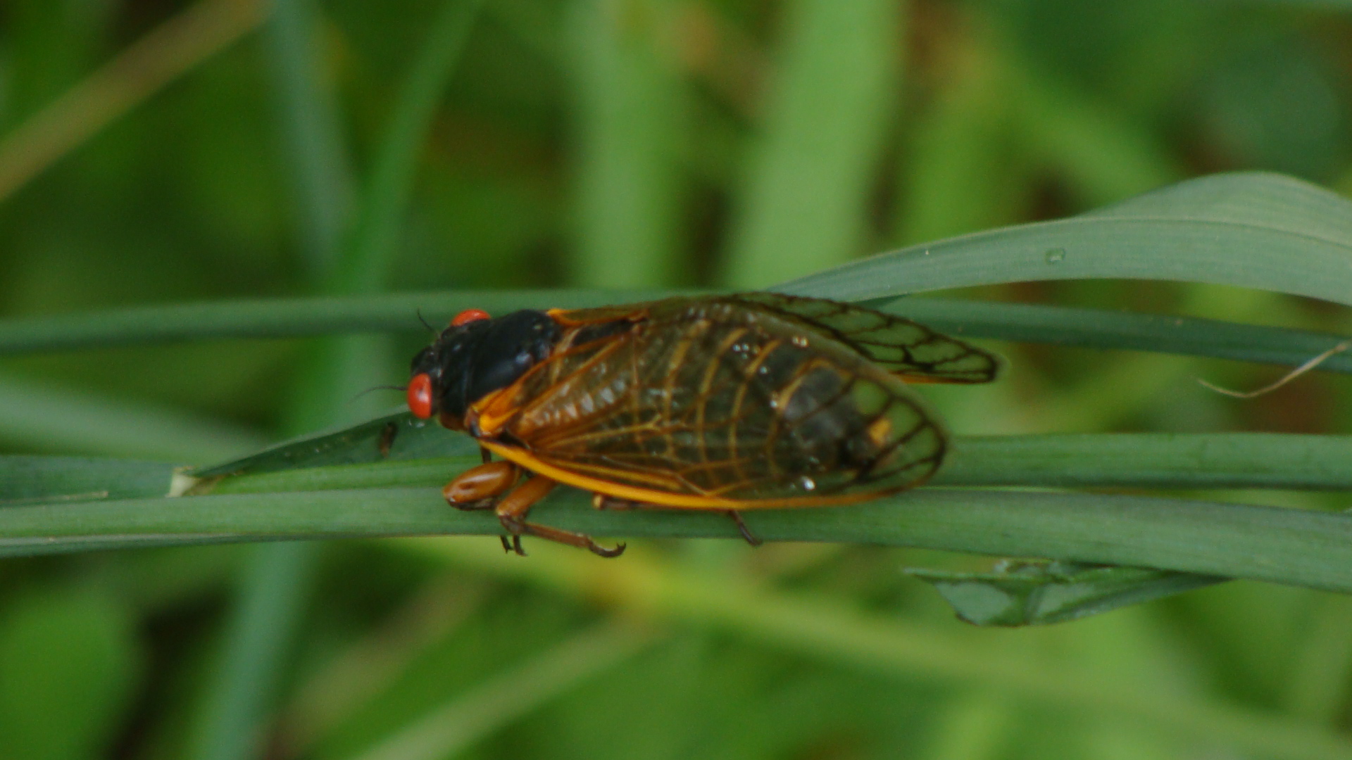 a bug on a leaf with red and black wings