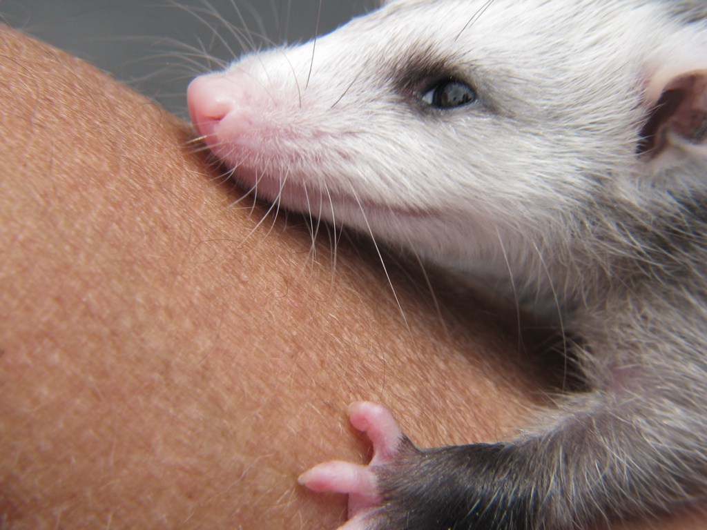 an opossm holding onto a woman's arm