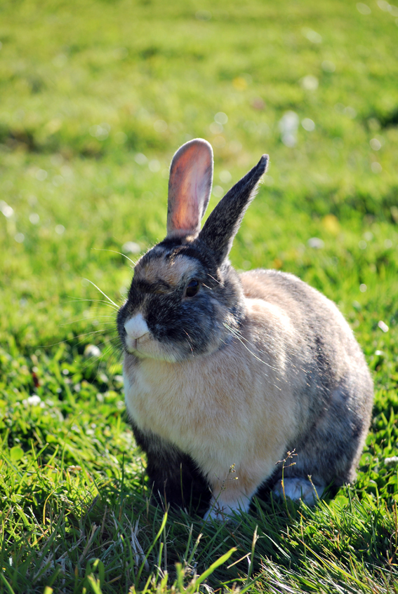 a small rabbit sitting in the grass and looking off