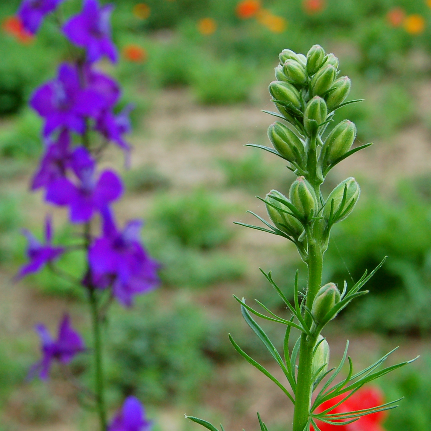 a close up of a flower with blurry grass