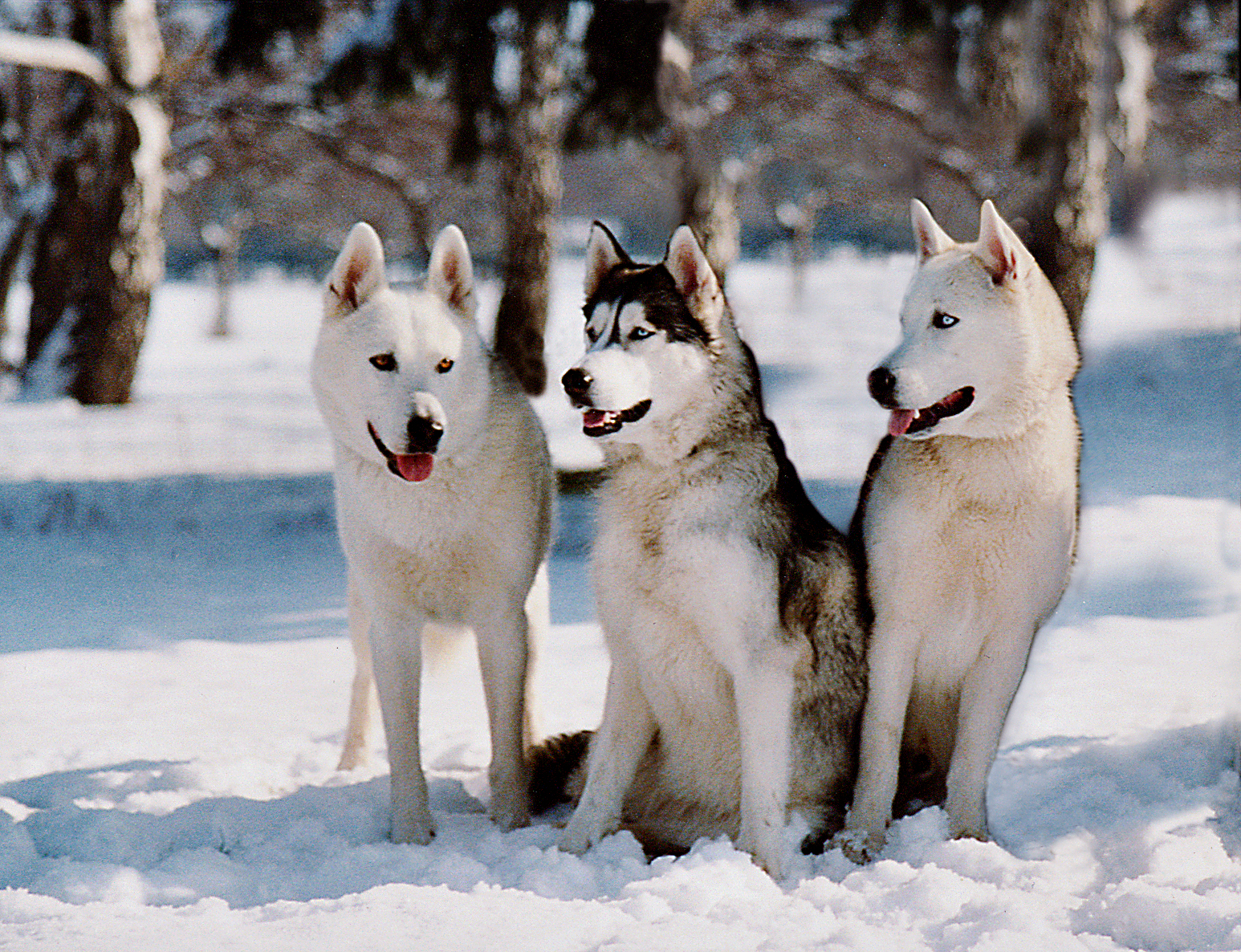 three dogs in the snow in front of trees