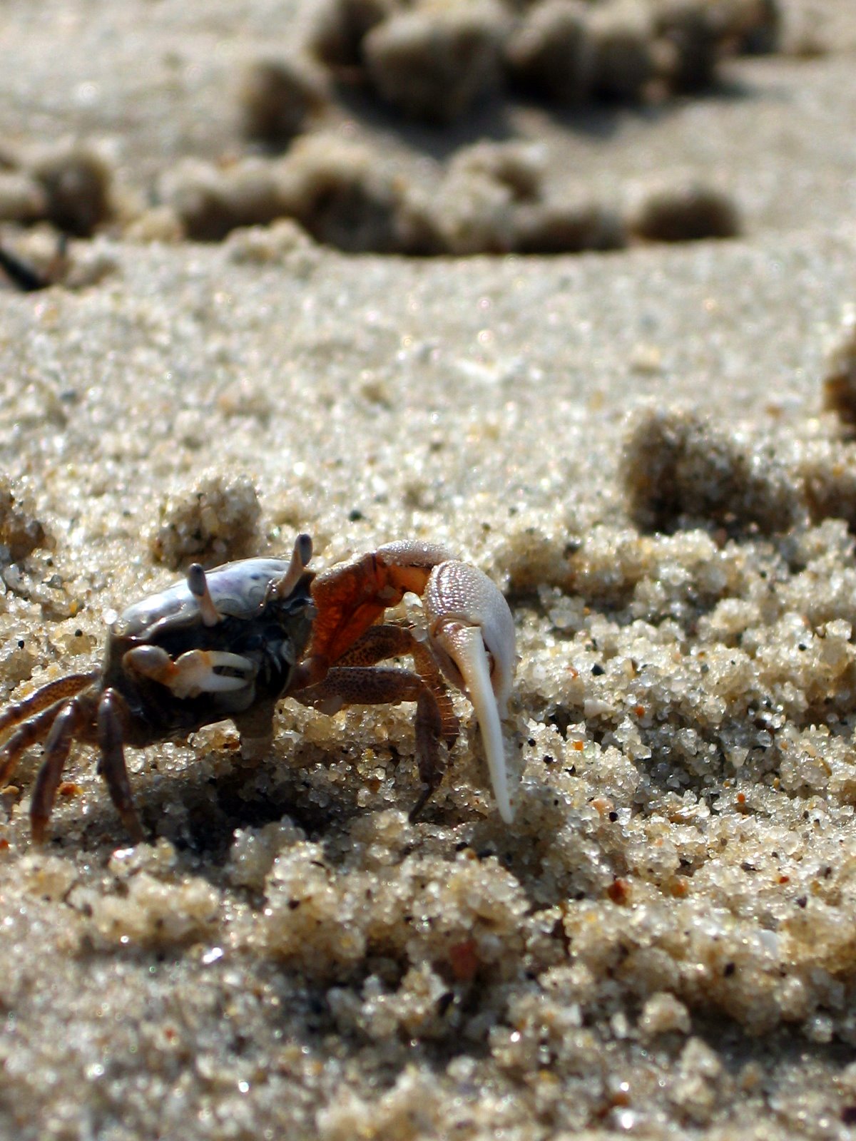 there is a crab on the beach with his legs up