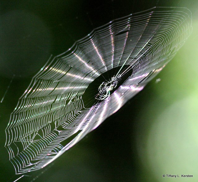 a cobwel attached to a leaf with bright lines on it