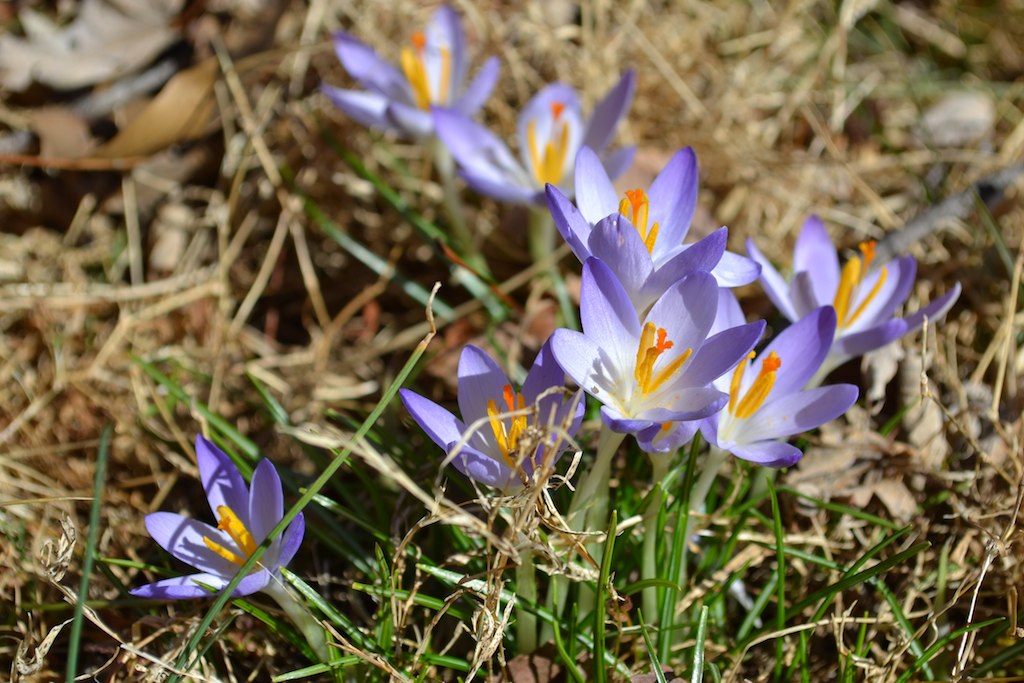 purple crocsants blooming in the grass on the ground