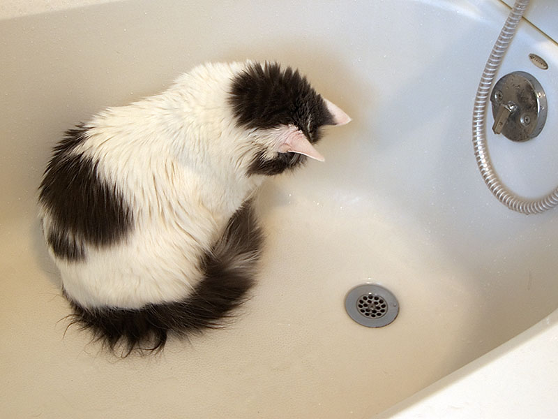 a cat sitting on a bathtub in the sink