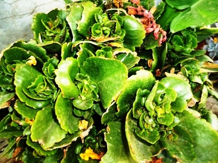 an arrangement of colorful, green plants sitting on top of a counter