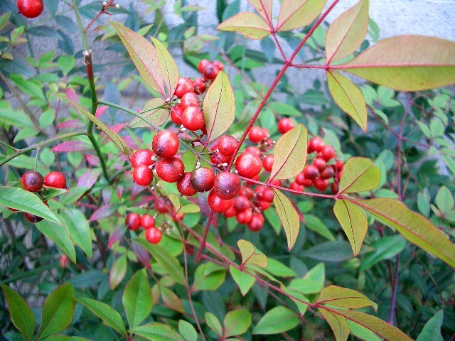 some small red berries are growing on the nches