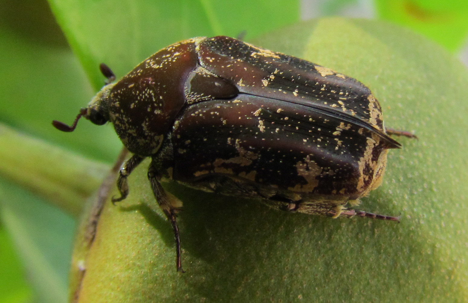 a bug sitting on top of a leaf covered in dirt