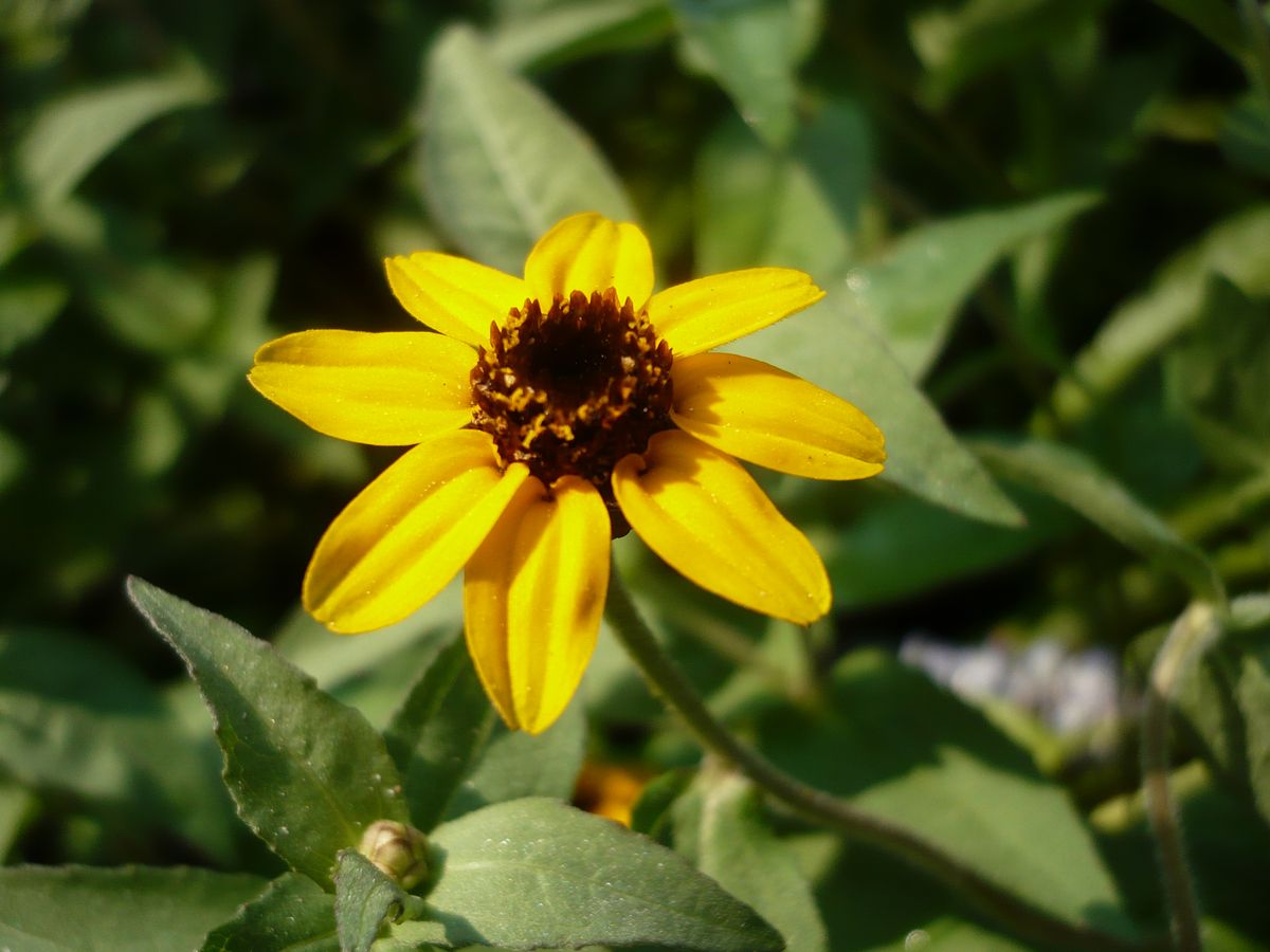 the yellow flower has a brown center