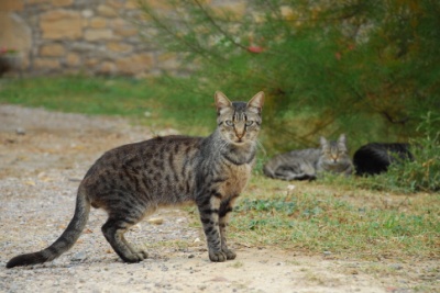 a cat stands in a dirt area next to some weeds and plants