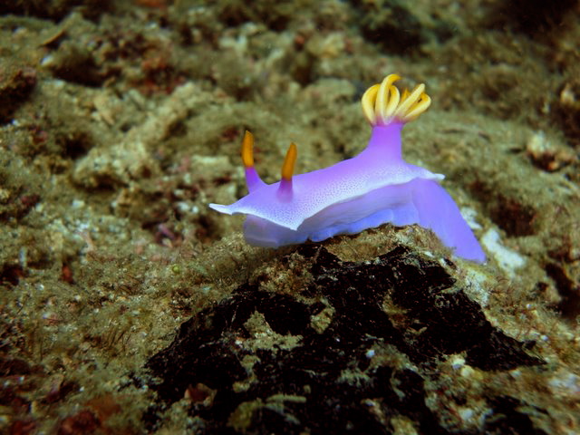 a small purple fish with yellow antennae floating near the ground
