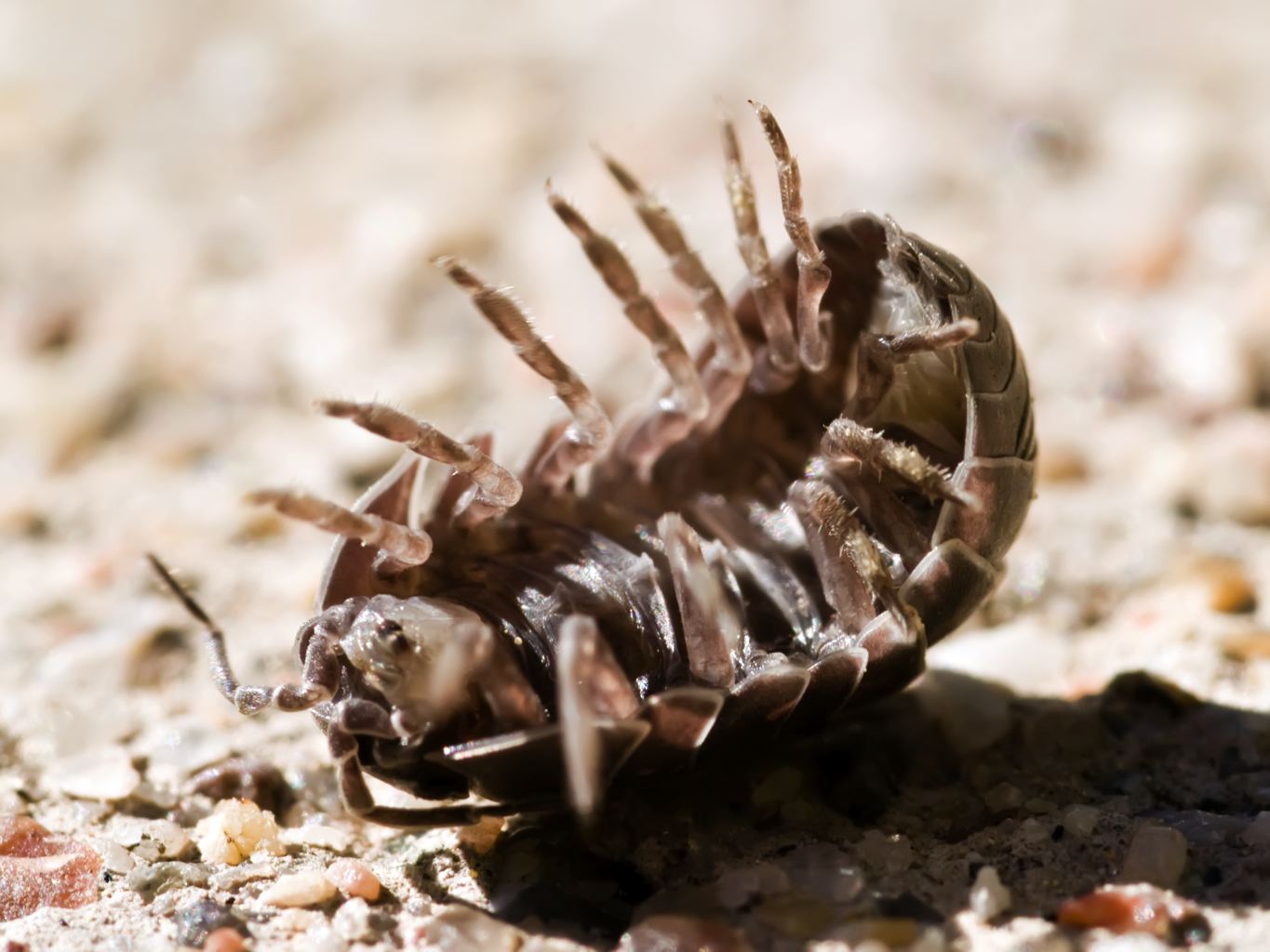 this is an image of a bug crawling through the sand