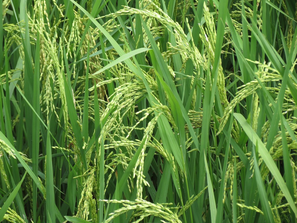 green field with many tall weeds in the grass