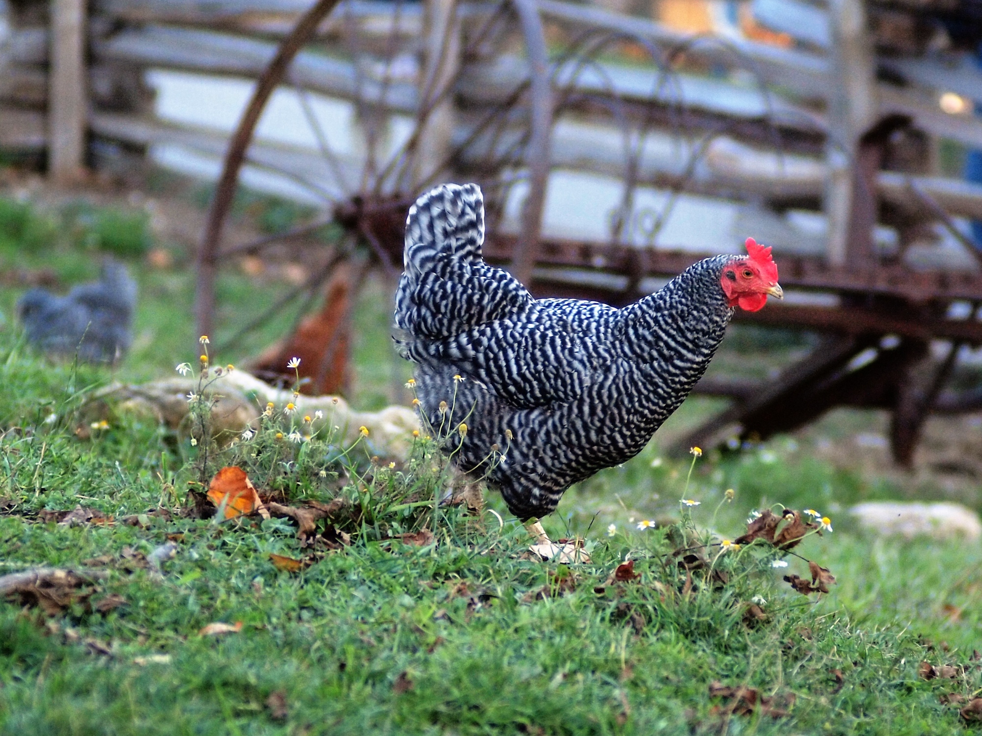 a chicken is walking across a field