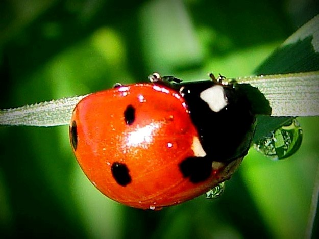 the ladybug has large brown spots with black dots