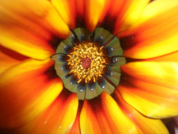 a yellow and orange flower with some dark center pieces