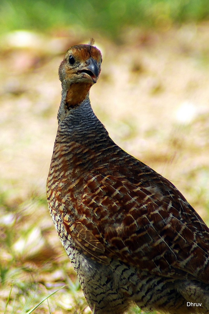 a bird that is standing in the grass