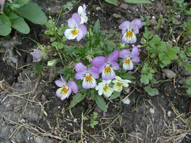 some flowers that are growing on the ground