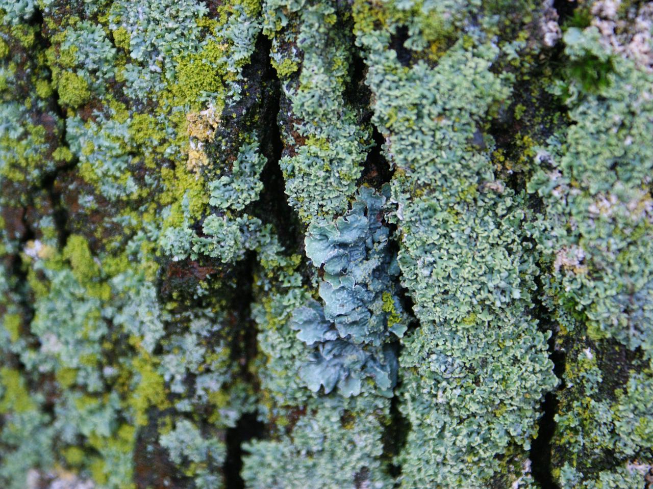 mossy vegetation growing on the side of a large tree