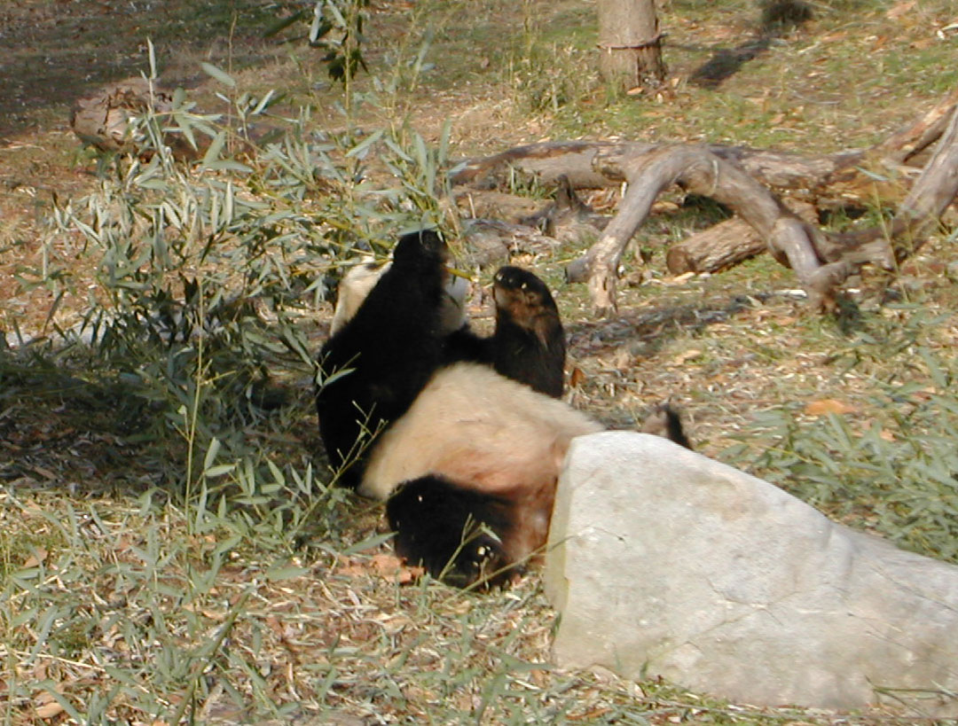 the large panda bear lies in the wild eating leaves