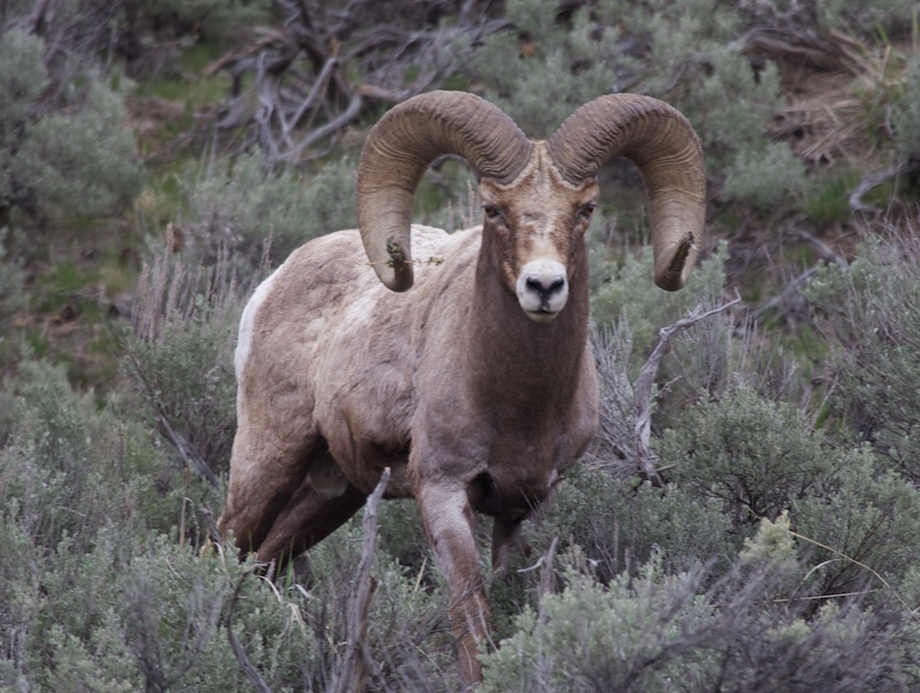 ram with curled horns walking through the grass