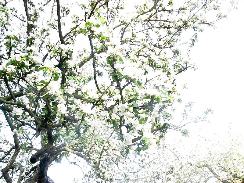 a large tree with green leaves and a white sky background