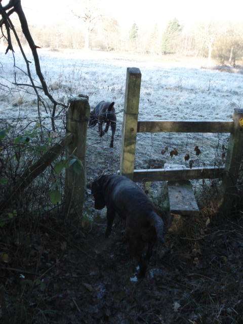 a small dog is standing near the fence