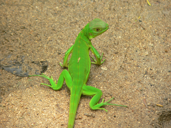 an adult lizard on the ground near one of his legs