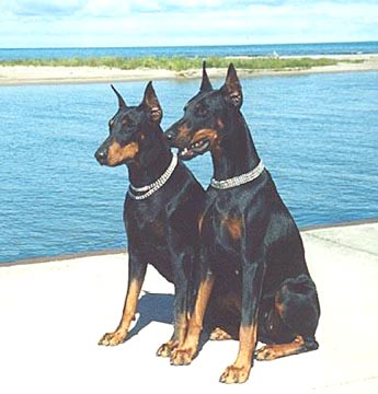 two doberman dogs are sitting on a ledge beside the water
