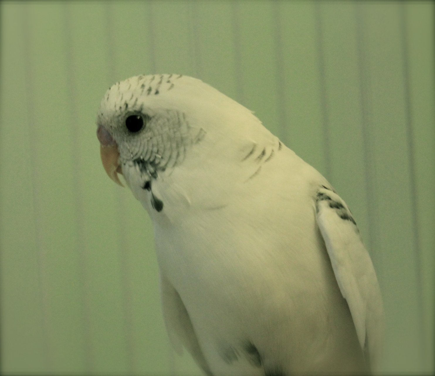 an adult white bird sitting on top of a wooden pole