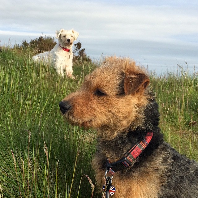 two brown and black dogs are standing in a grassy area