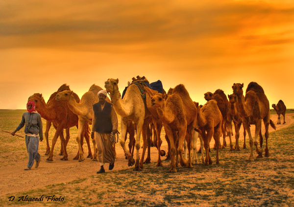 the men are walking their camels in the desert