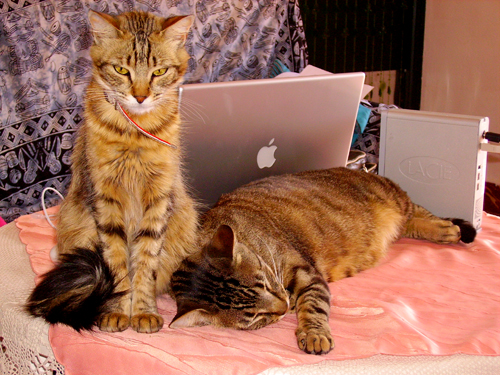 two cats laying down looking at an apple laptop