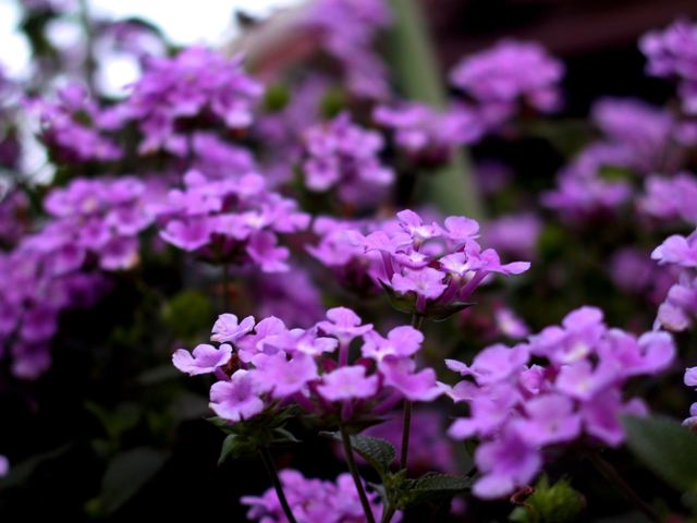 several purple flowers in bloom next to a building