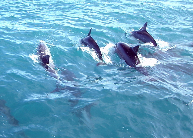 several dolphins swim together in the water