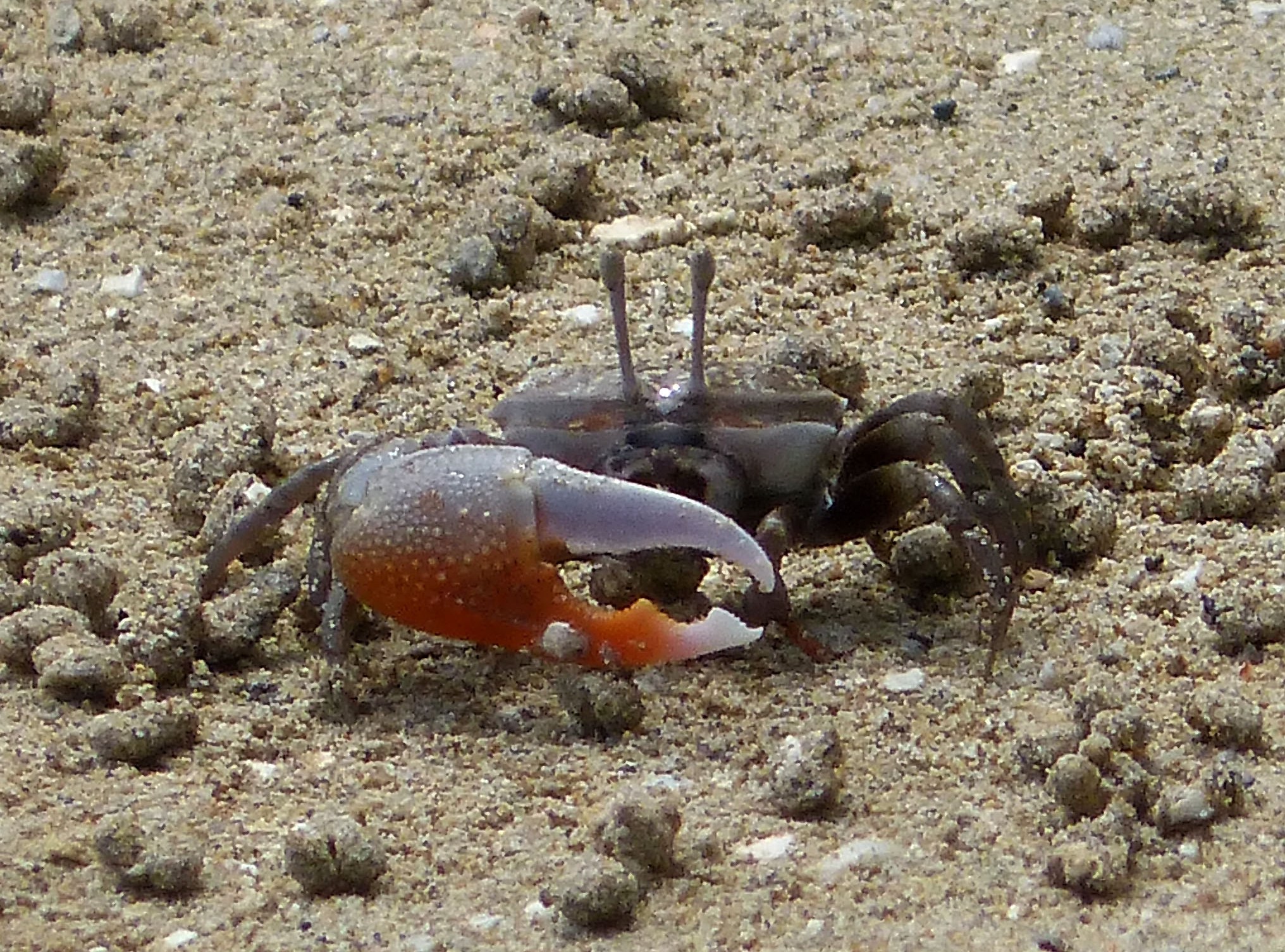 a small crab on the beach with its claws