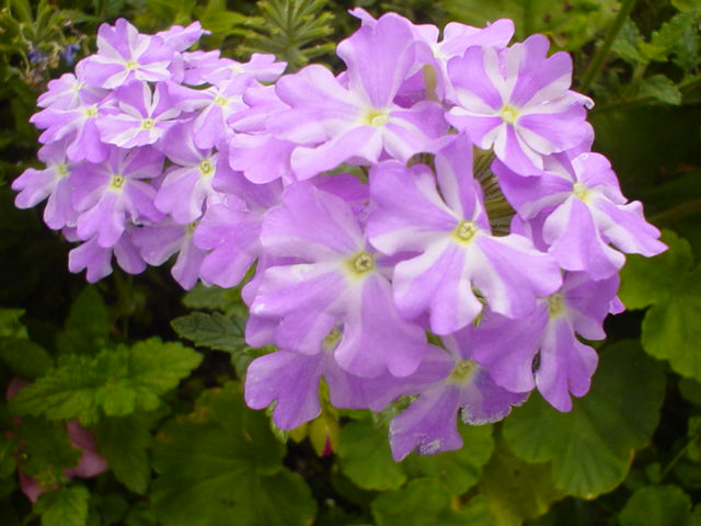 purple flowers that are sitting in the ground