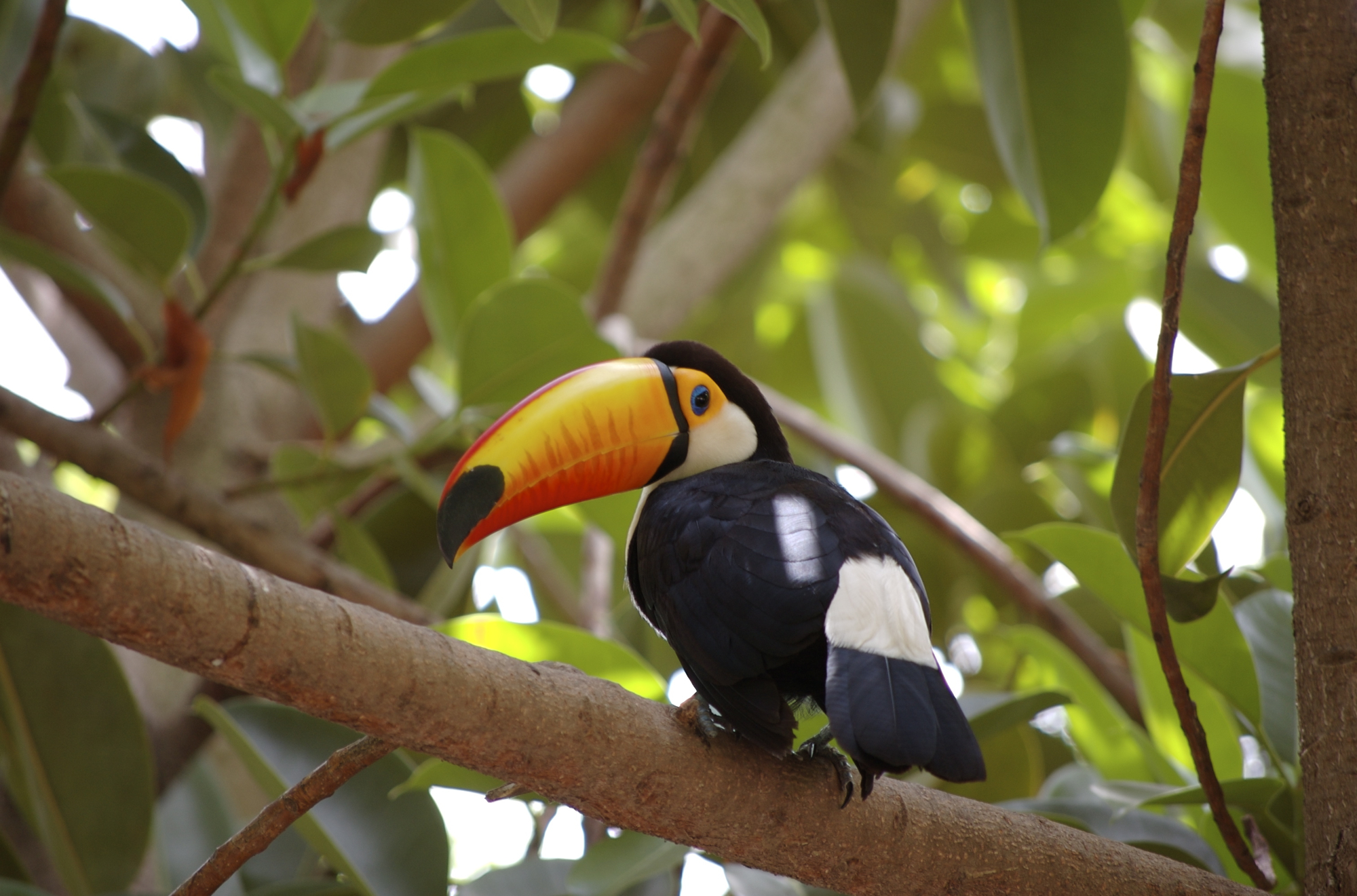 a large toucan sits on a tree nch