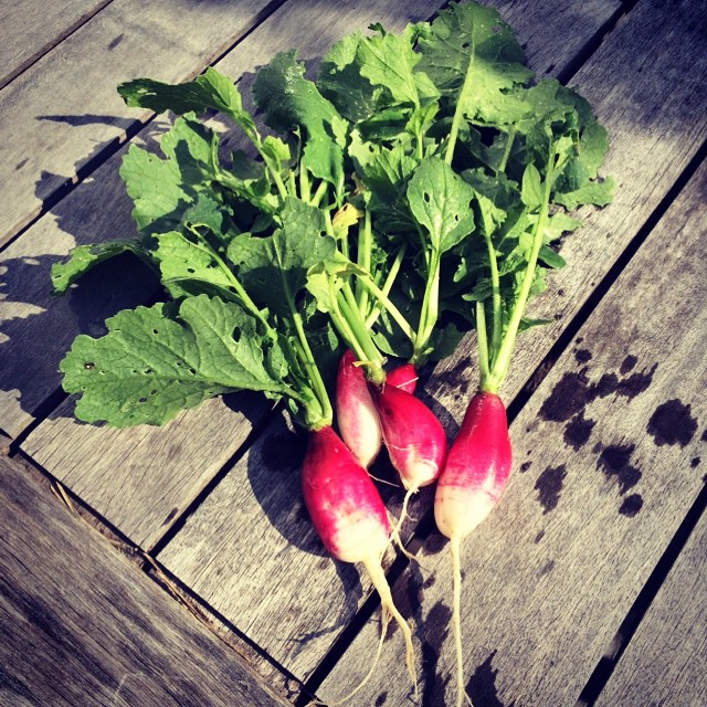 the radishes have long, flat tops on them