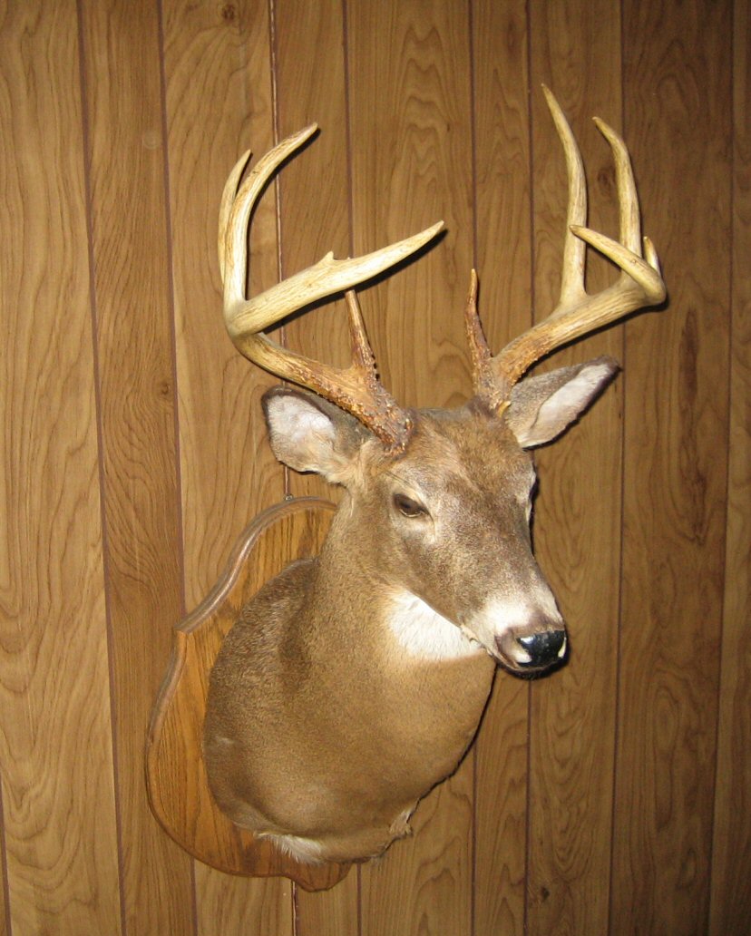 a whitetail mounted on a wall is pictured
