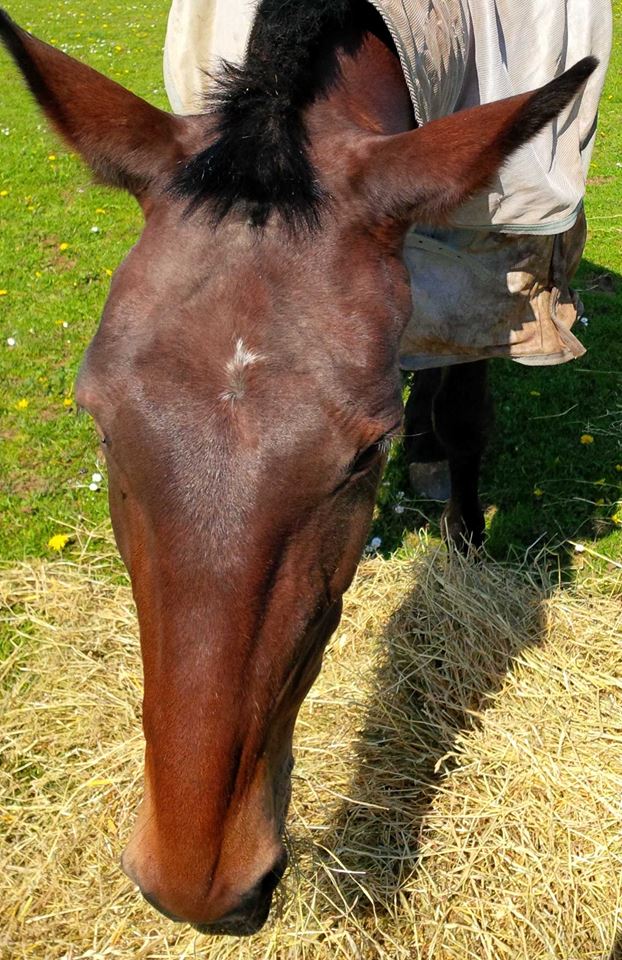 a horse is sticking it's head over some hay