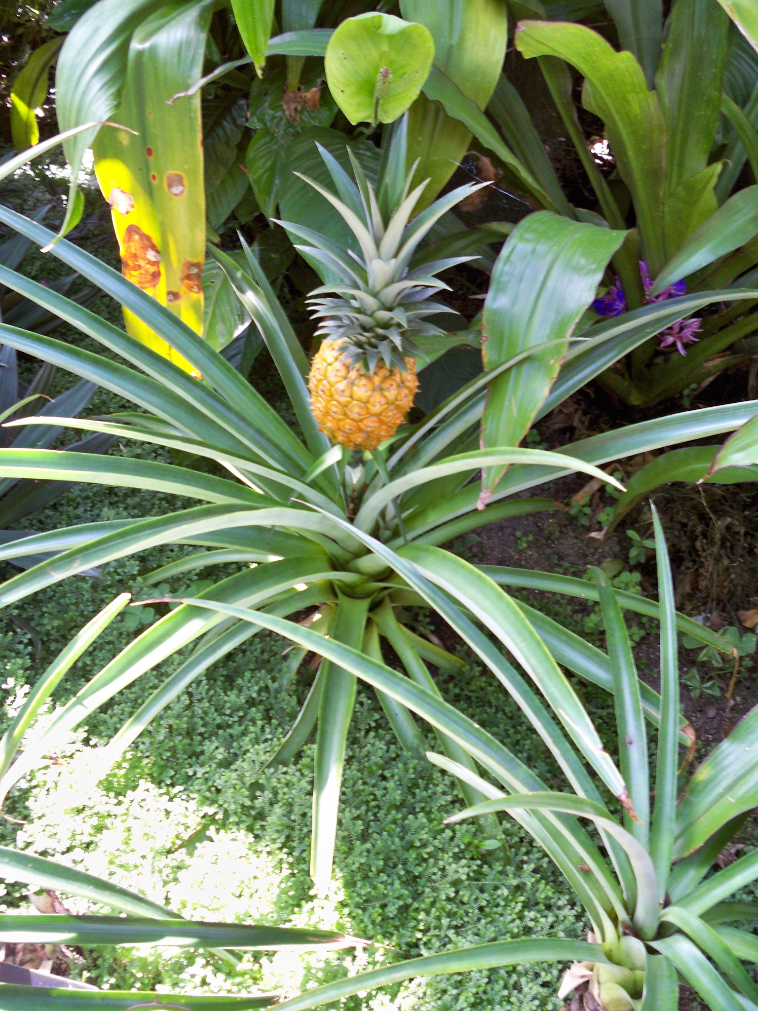 a pineapple tree with lots of green leaves in a tropical environment