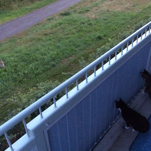 two cats are standing on the outside porch