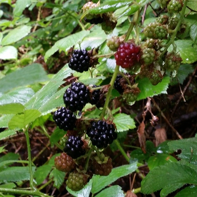 a bunch of berries are growing on a tree