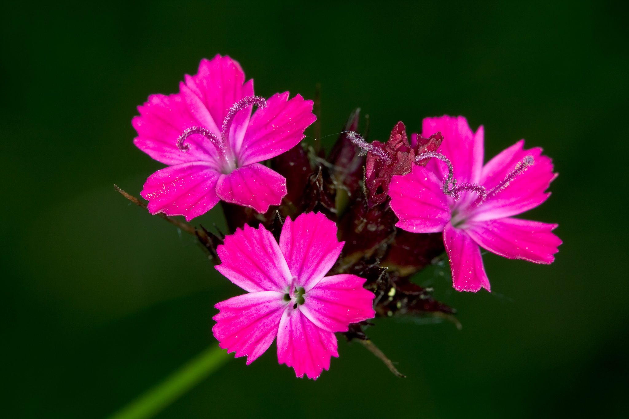 three pink flowers in a green area