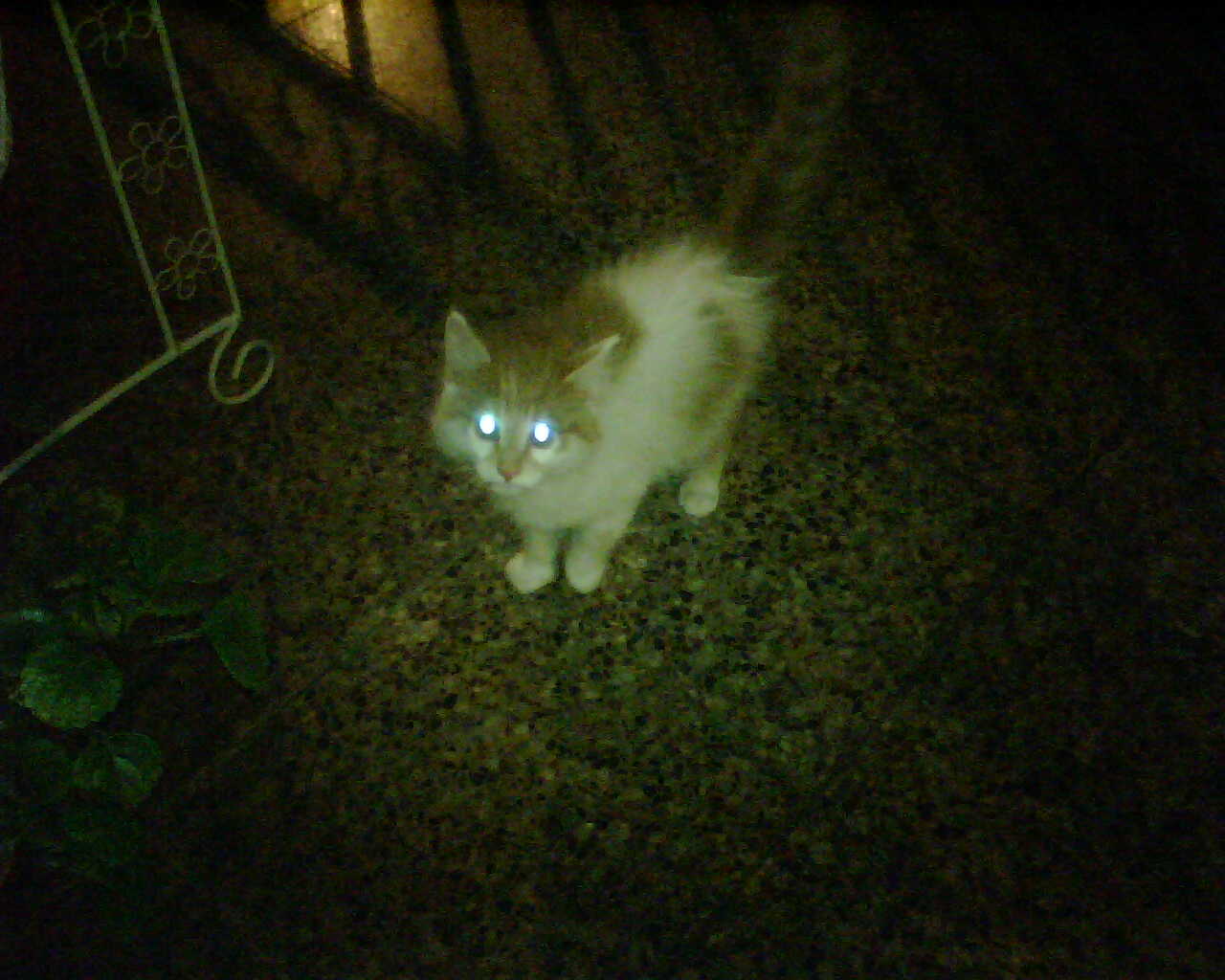 the cat is looking at the camera with green eyes
