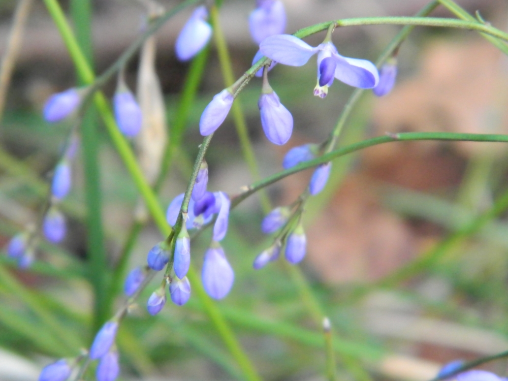 small blue flowers growing in the ground