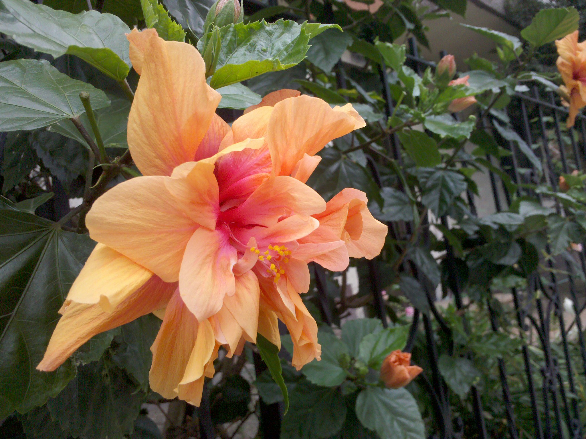 a yellow flower with some brown flowers on a fence